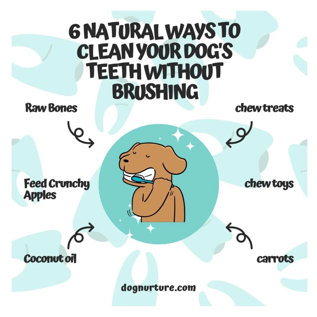 6 completely natural approaches to brushing your dog's teeth without using a brush