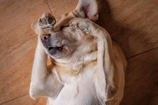 Paw Over Face