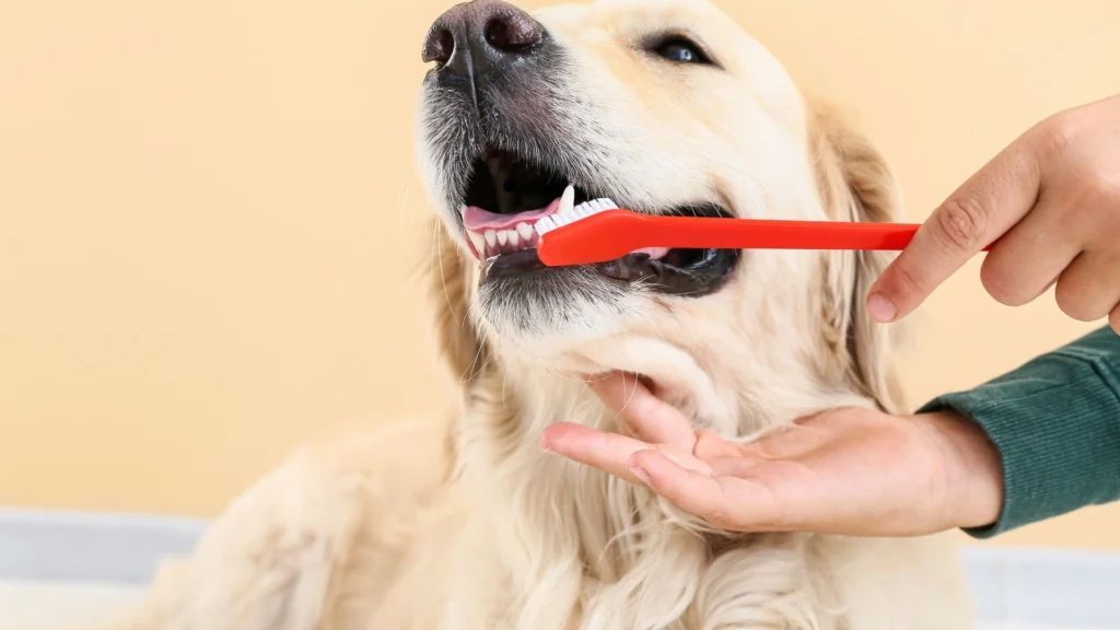 how to clean dogs teeth without brushing