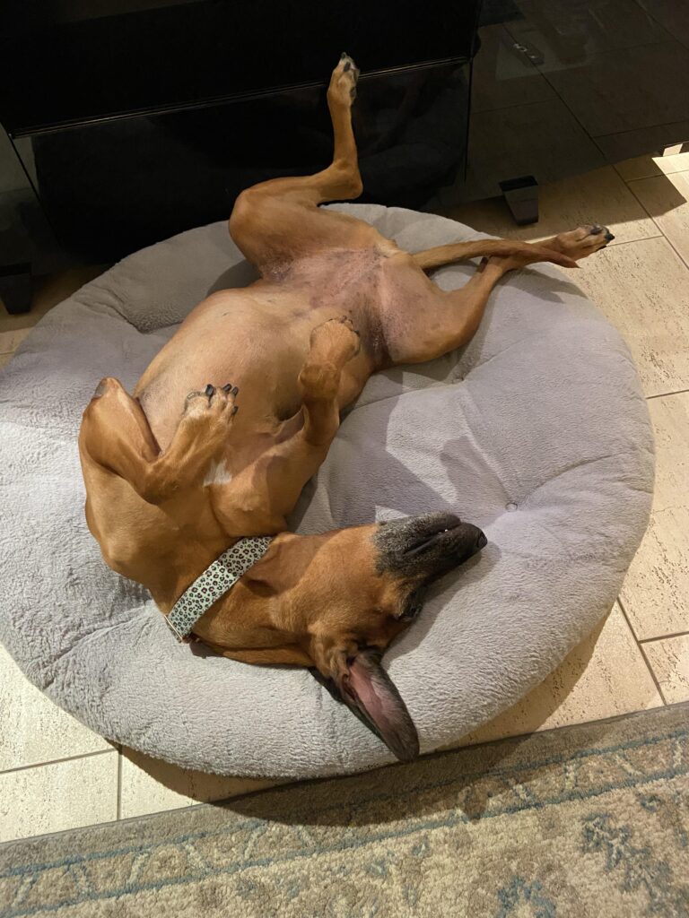 Dead Dog Pose/ The Belly Up