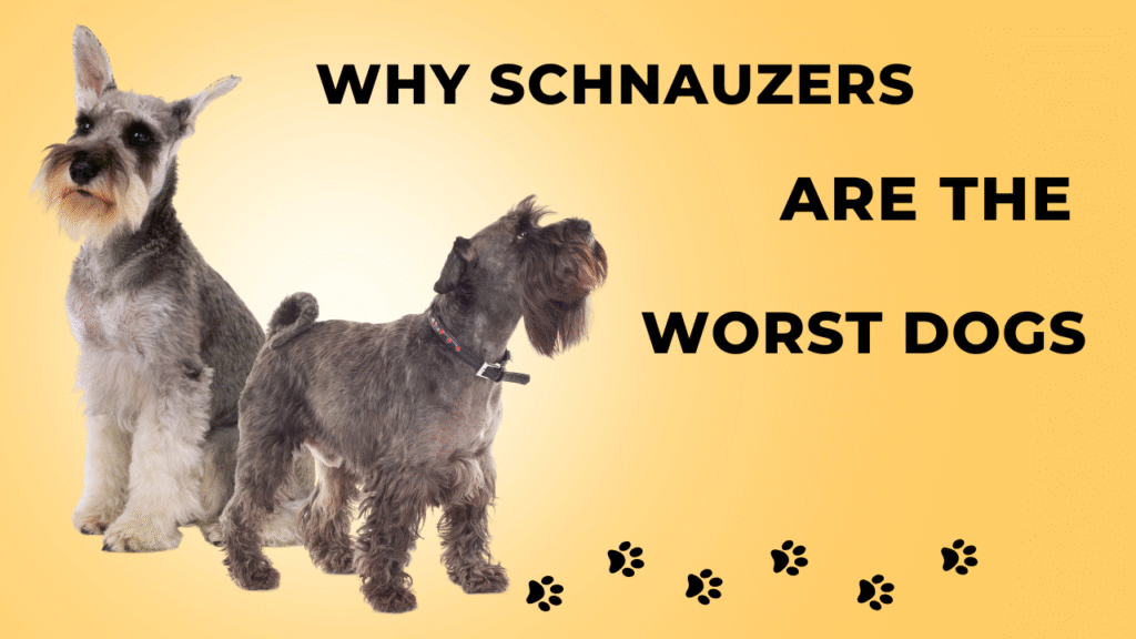 Why Schnauzers Are the Worst Dogs