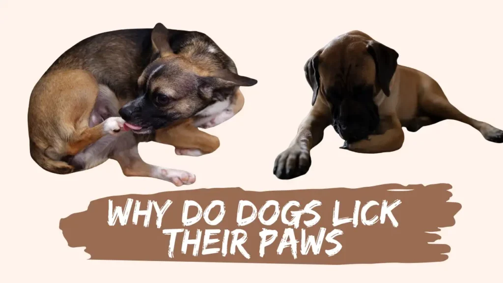 Why do dogs lick their paws