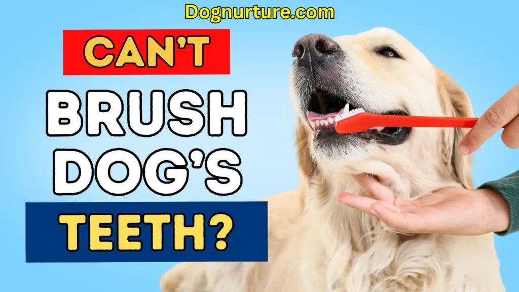 How to Clean Your Dog’s Teeth Without Brushing
