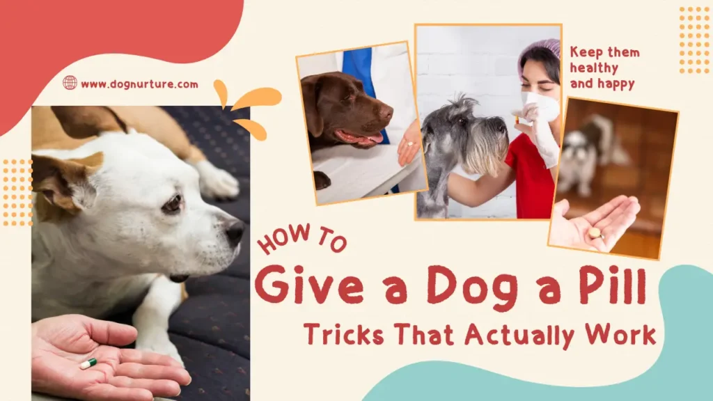 How to Give a Dog a Pill