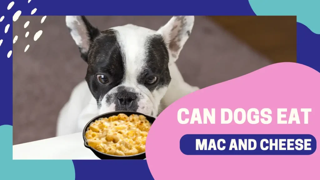 Can Dogs Eat Mac and Cheese