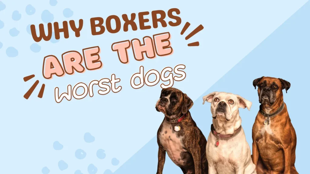 Why boxers are the worst dogs